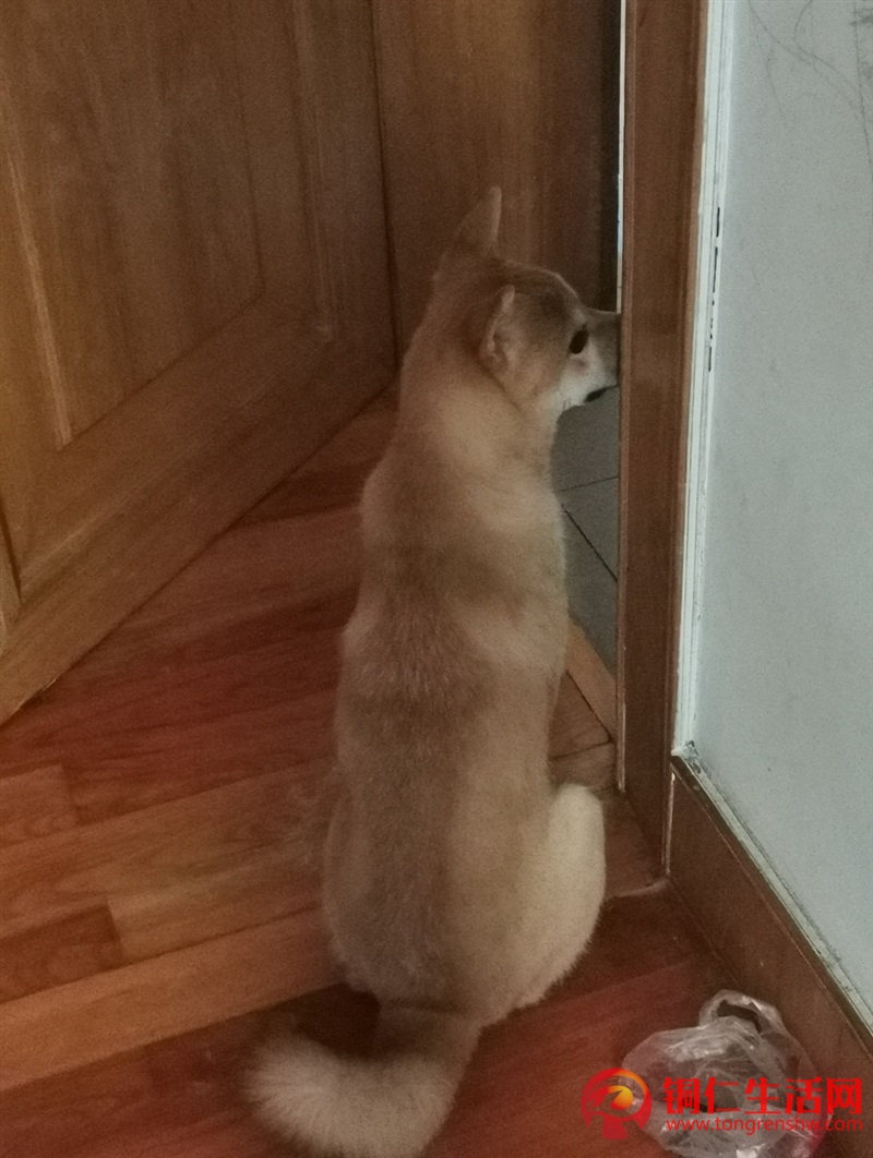 低價出售成年純種柴犬，希望找個好人家 ！