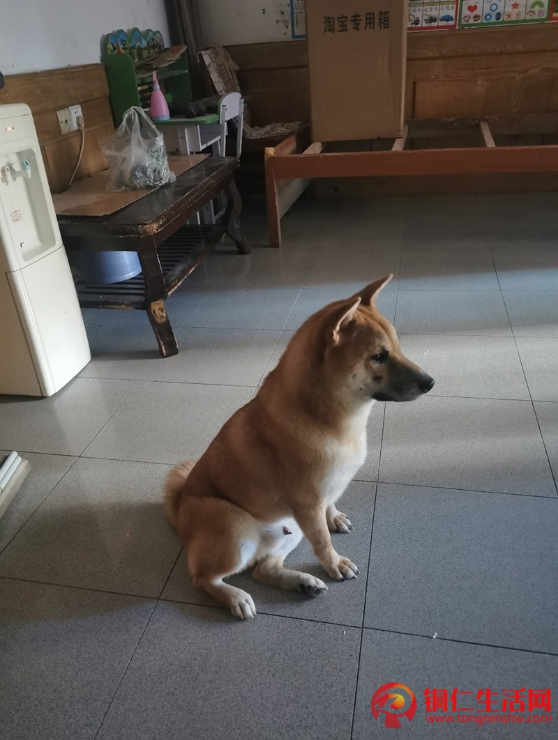 低價出售成年純種柴犬，希望找個好人家 ！